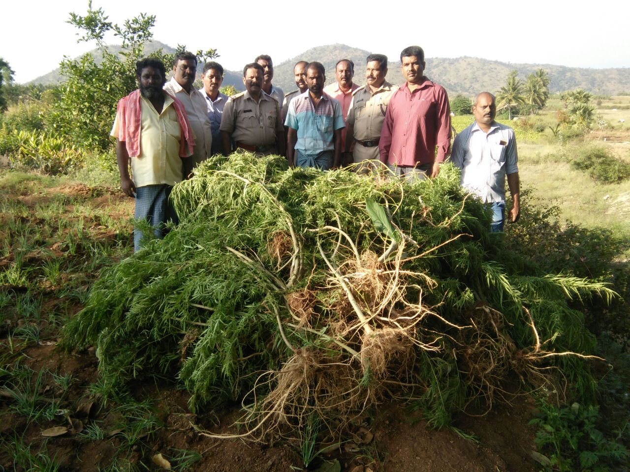 ಗಾಂಜಾ ಗಿಡವನ್ನು ಬೆಳೆದಿದ್ದ ಆರೋಪಿ ಬಂಧನ